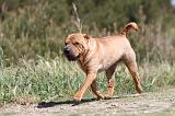 SHAR-PEI 269